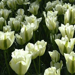 Тюльпан White Spring Green