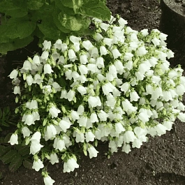 Колокольчик ложечницелистный Jingle White