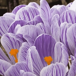 Крокус Striped