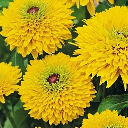 Рудбекия Maya