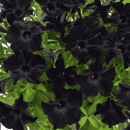 Петуния Sweetunia Black Satin (Кашпо)