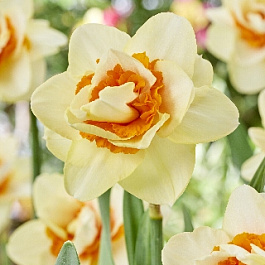 Нарцисс махровый Романтик Парадайз