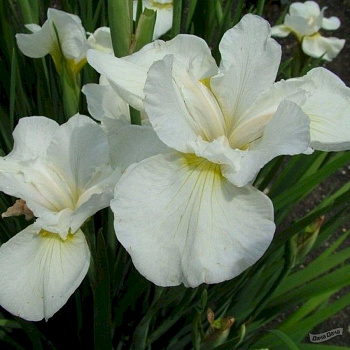 Ирис сибирский Суон ин Флайт НАБОР 2ШТ (1+1)