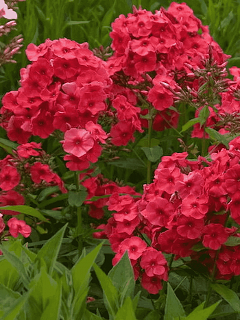 Флокс метельчатый Juliglut