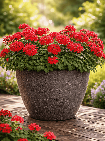 Вербена гибридная Compact Lava Red