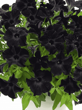 Петуния Sweetunia Black Satin (Кашпо)