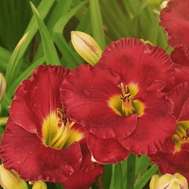 Лилейник Siloam Paul Watts