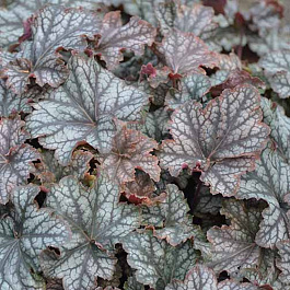 Гейхера гибридная Марс