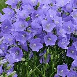 Колокольчик персиколистный Earlion Deep Blue