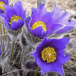 Прострел Раскрытый