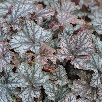 Гейхера гибридная Марс