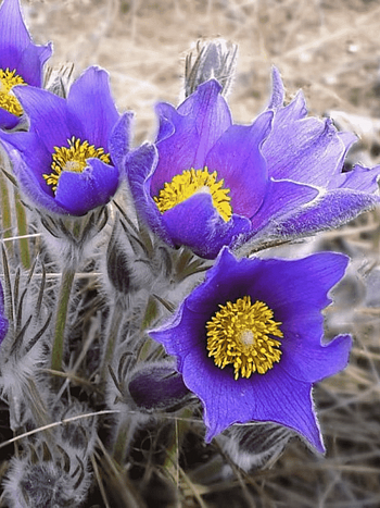 Прострел Раскрытый