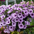 Петуния ампельная Опера Лилак Айс Петуния ампельная Опера Лилак Айс