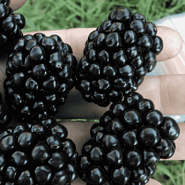 Ежевика Arapaho