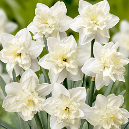 Нарцисс Колбланк