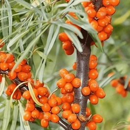 Облепиха крушиновидная Ascola