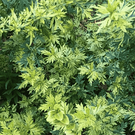 Полынь обыкновенная Janlim