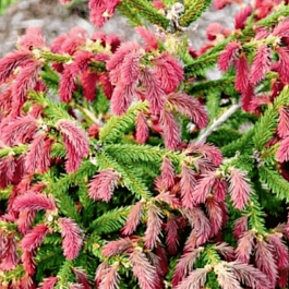 Ель обыкновенная Rydal