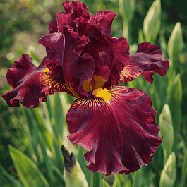 Ирис pum Lady in Red