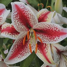 Лилия восточная Tigerwoods