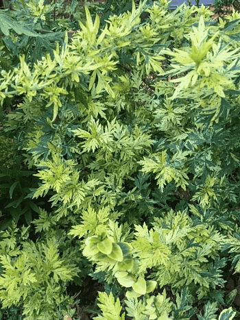 Полынь обыкновенная Janlim