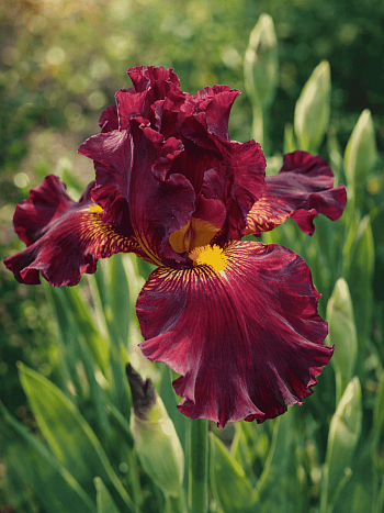 Ирис pum Lady in Red