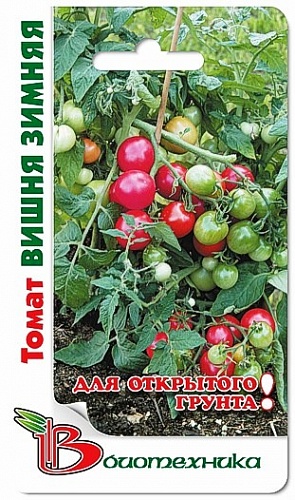 Томат (Помидор) обыкновенный Вишня зимняя