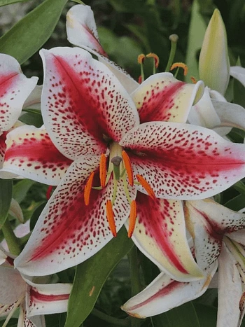 Лилия восточная Tigerwoods