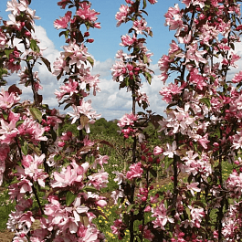 Яблоня декоративная Red Obelisk
