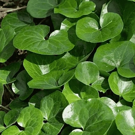 Копытень европейский