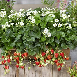 Земляника садовая Саммер Бриз Сноу Земляника садовая Саммер Бриз Сноу