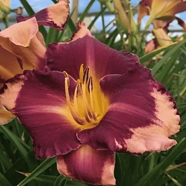 Лилейник Grape Sherbert