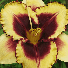 Лилейник Eye on America