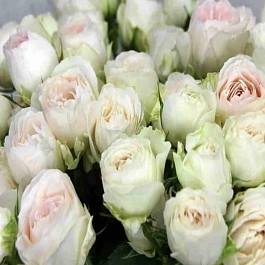 Роза спрей  White Bombastic