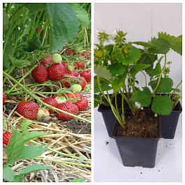 Земляника садовая Эльсанта НАБОР 3ШТ Земляника садовая Эльсанта НАБОР 3ШТ