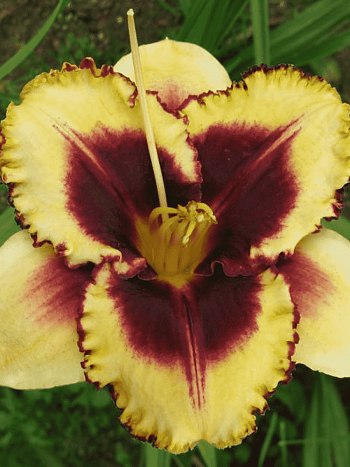 Лилейник Eye on America