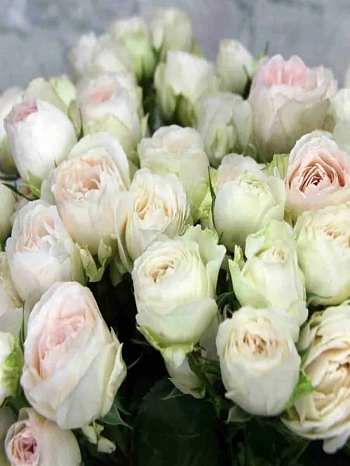 Роза спрей  White Bombastic