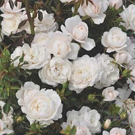 Роза миниатюрная Пикси Милки Роза миниатюрная Пикси Милки