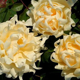 Роза Раффлс флорибунда Раффлс Квин