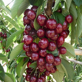 Черешня пирамидальная Сильвия