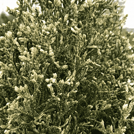 Туя  западная Starstruck