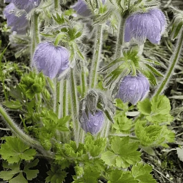 Прострел Татеваки