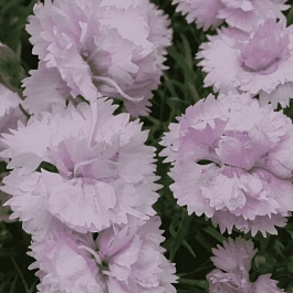 Гвоздика Перистая Double Rose