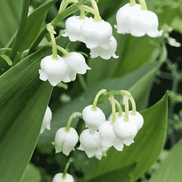 Ландыш майский Bordeaux