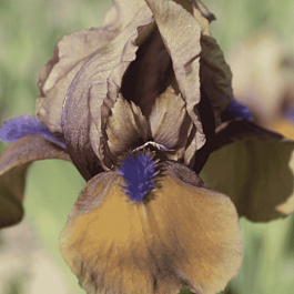 Ирис pum Jannalias