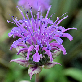 Монарда гибридная Могавк