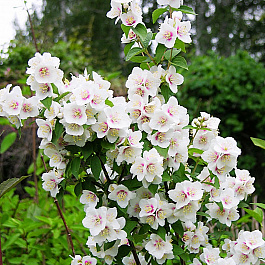 Жасмин садовый Бель Этуаль