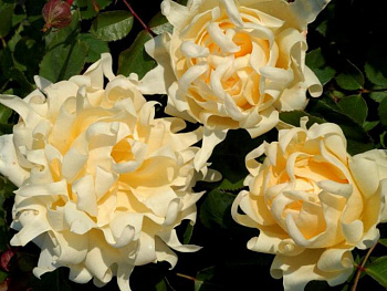 Роза Раффлс флорибунда Раффлс Квин