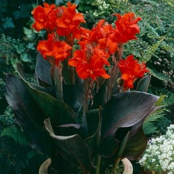 Канна коричневолистная Блэк Найт