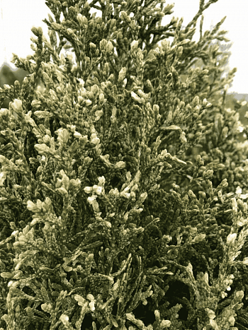 Туя  западная Starstruck